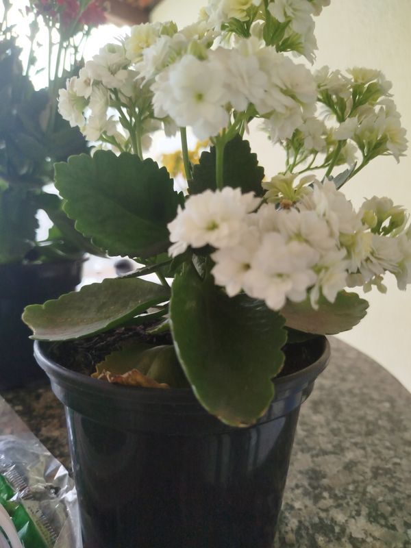 Identificação da planta Calandiva por foto