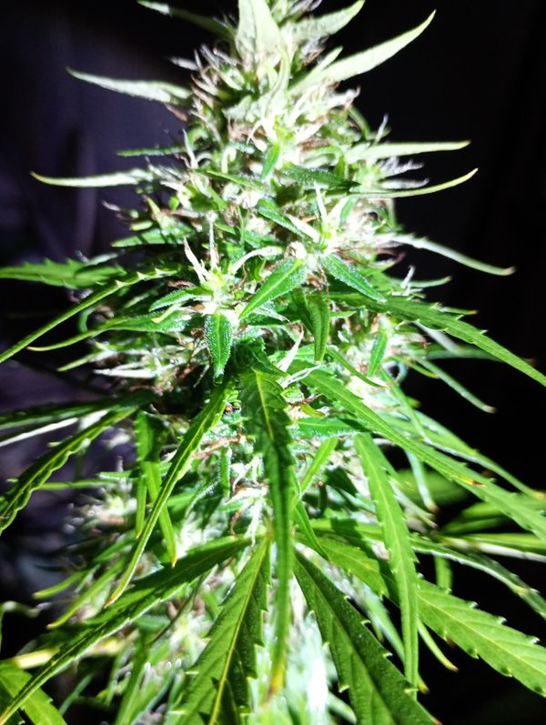 Identificação da planta Maconha por foto