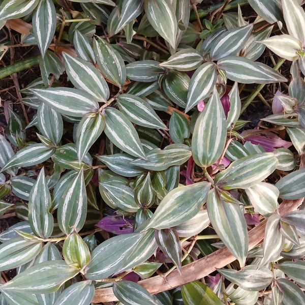 Identificação da planta Lambari por foto