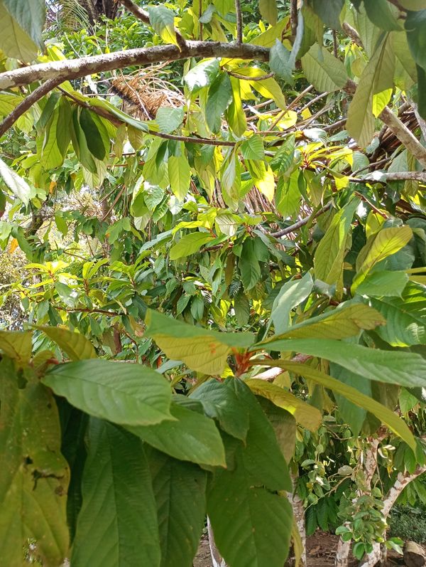 Identificação da planta Cupuaçu por foto