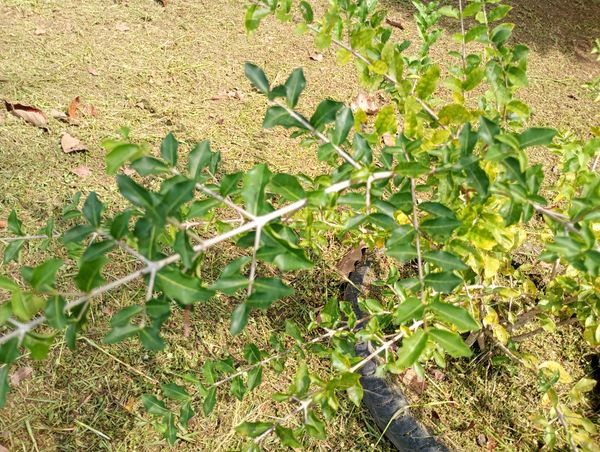 Identificação da planta Acerola por foto