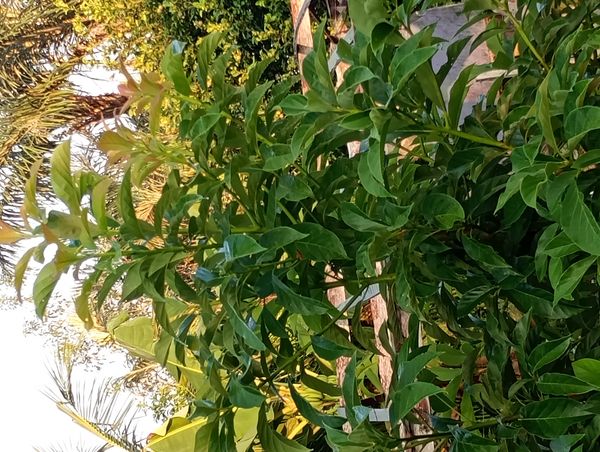 Identificação da planta Abacate por foto