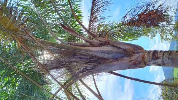 Identificação da planta Palmeira-imperial por foto