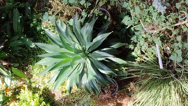 Identificação da planta Agave-foxtail por foto