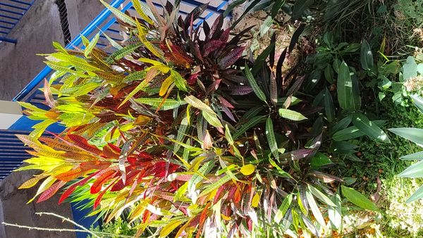 Identificação da planta Cróton por foto