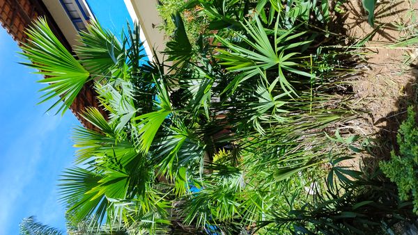 Identificação da planta Ráfia por foto