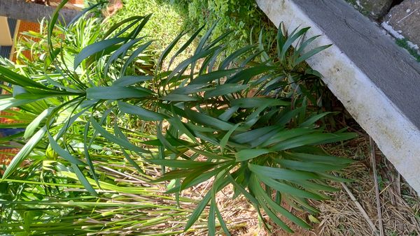Identificação da planta Dracena-preta por foto