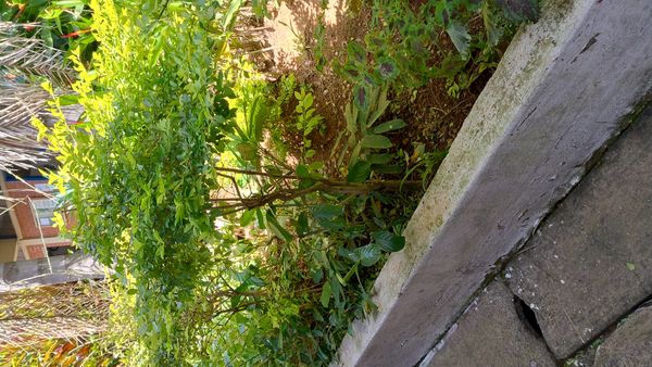 Identificação da planta Pingo-de-ouro por foto
