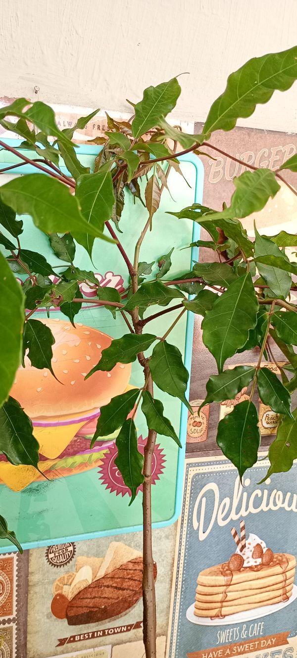 Identificação da planta Café-de-bugre por foto