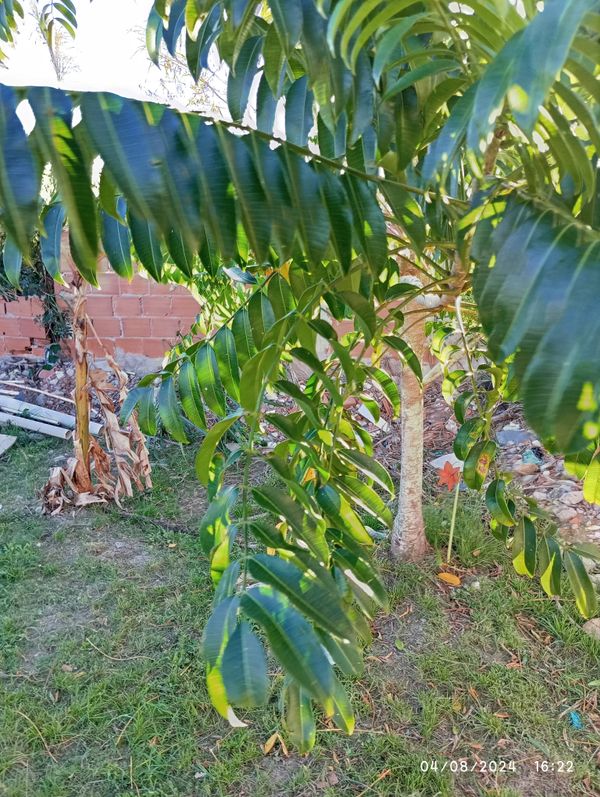 Identificação da planta Cajá-manga por foto
