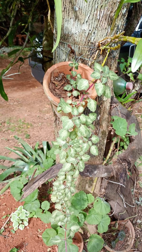 Identificação da planta Hortelã Variegata por foto