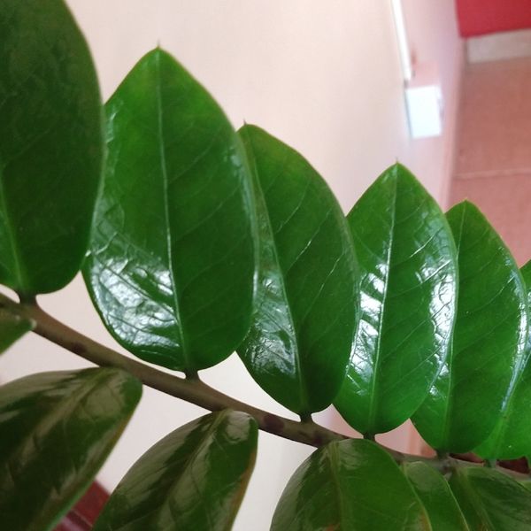 Identificação da planta Zamioculcas por foto