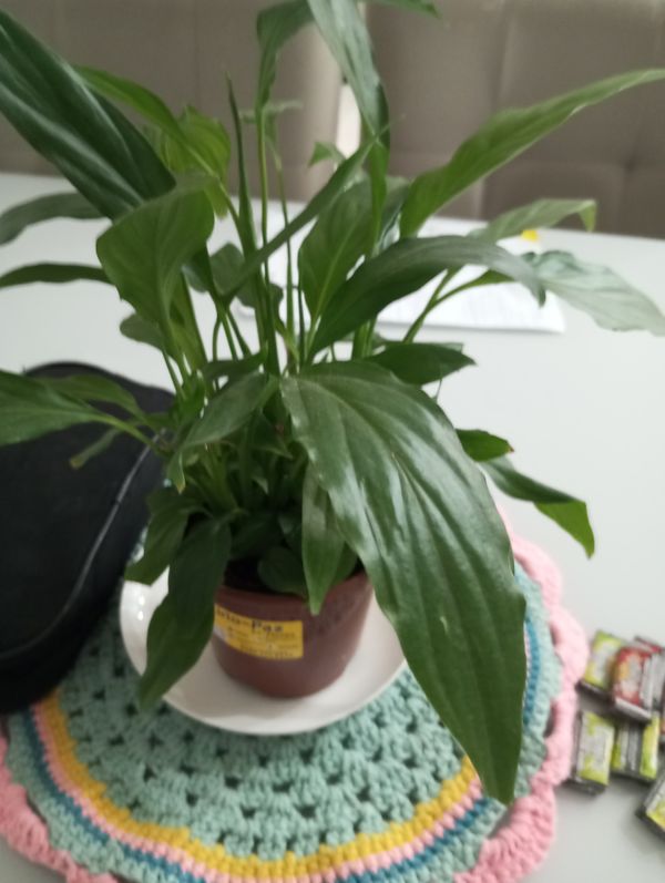 Identificação da planta Como cuida do lirio por foto