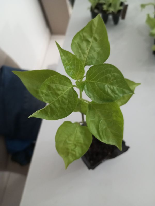 Identificação da planta Pimenta-de-cheiro por foto