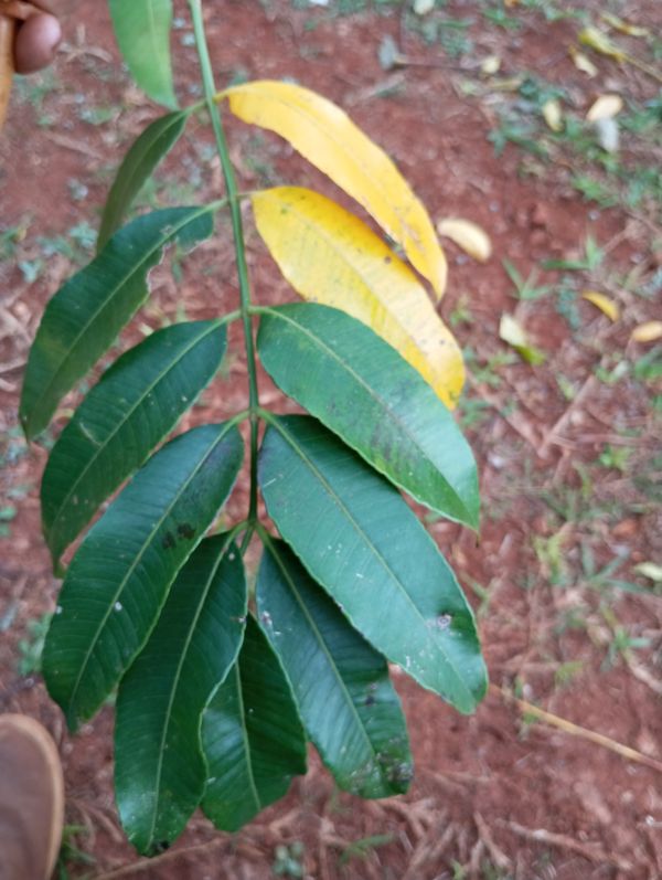 Identificação da planta Cajá-manga por foto