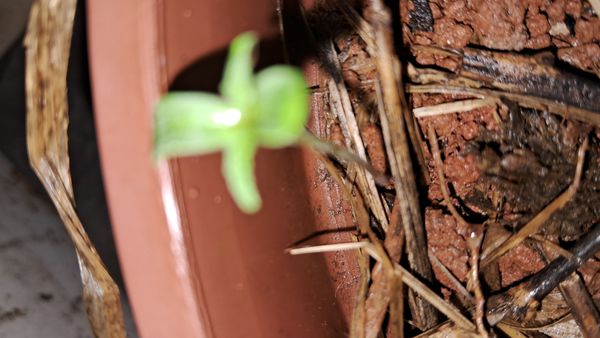 Identificação da planta Baobá por foto