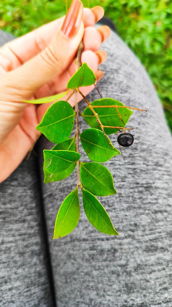 Identificação da planta Cambui por foto
