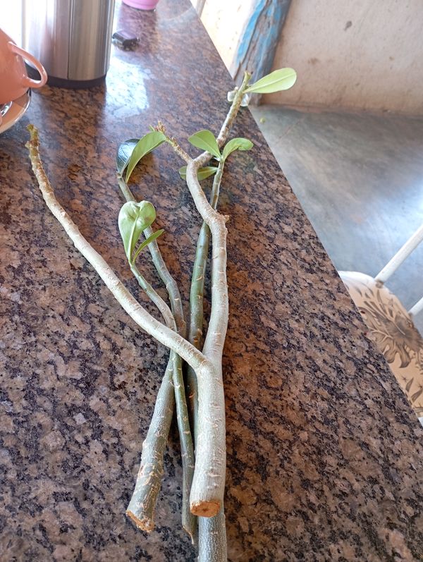 Identificação da planta Rosa do deserto por foto