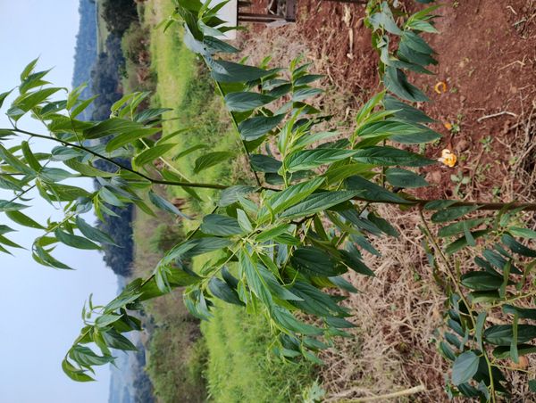Identificação da planta Crindiúva por foto
