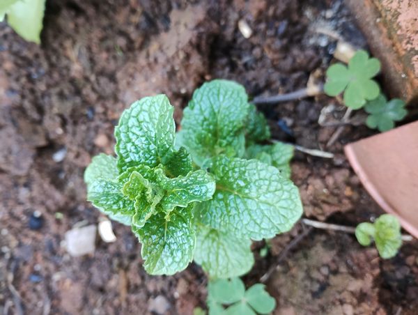 Identificação da planta Hortelã por foto