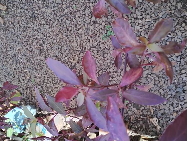 Identificação da planta Penicuíca por foto