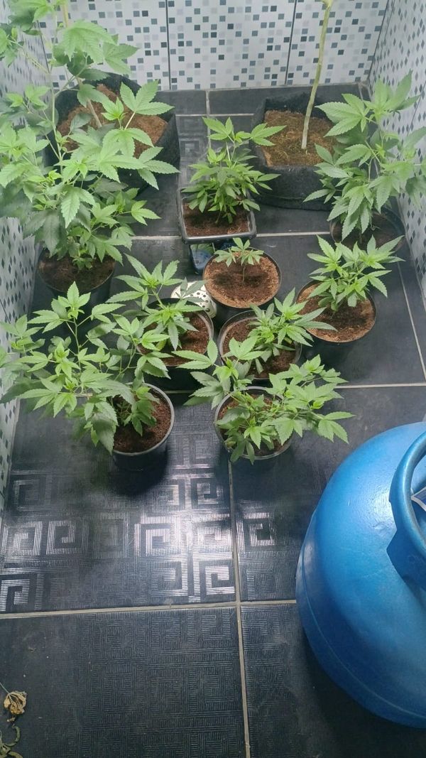 Identificação da planta Maconha por foto