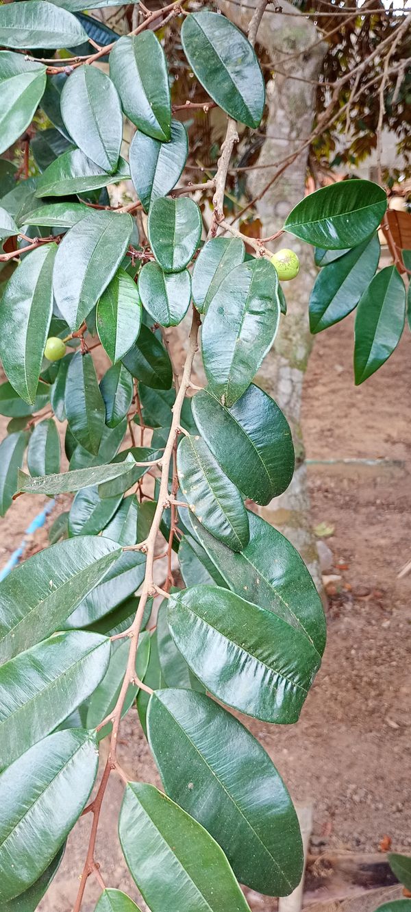 Identificação da planta Abiu-do-Pará por foto