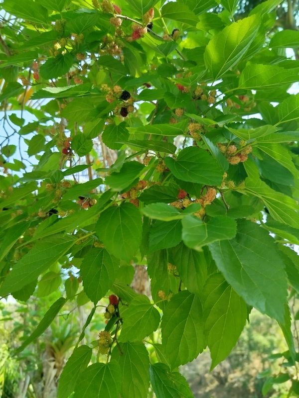 Identificação da planta Amora-preta por foto
