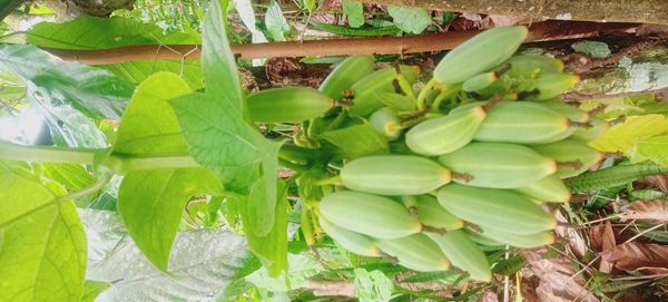 Identificação da planta Sem nome popular conhecido por foto