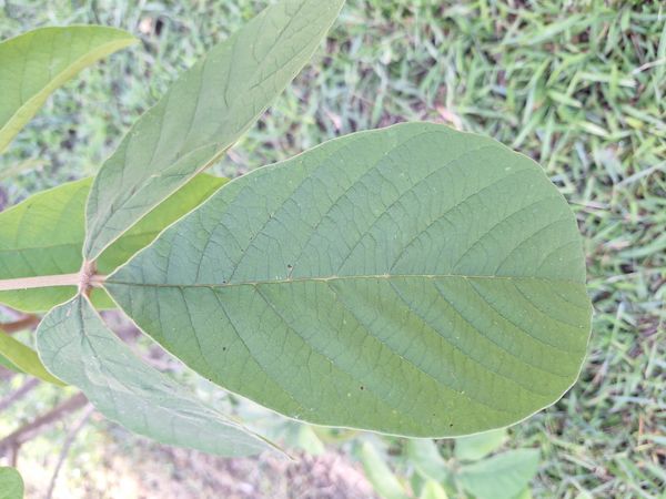 Identificação da planta Ipê-amarelo por foto