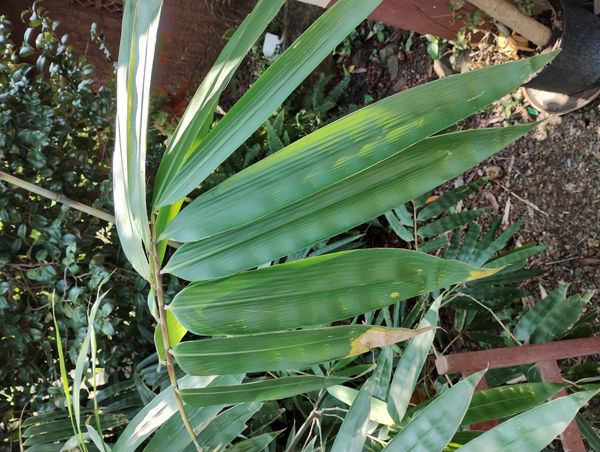 Identificação da planta Bambu-gigante por foto