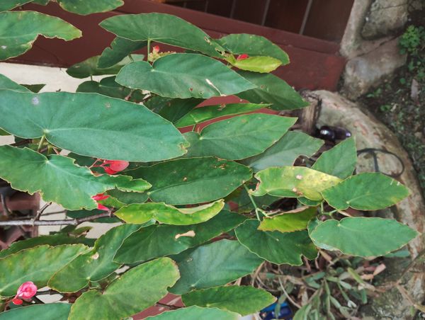 Identificação da planta Begônia-asa-de-anjo por foto