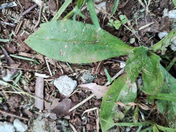 Identificação da planta Tanchagem por foto