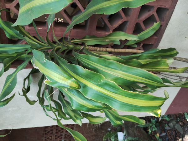 Identificação da planta Pau-d'água por foto