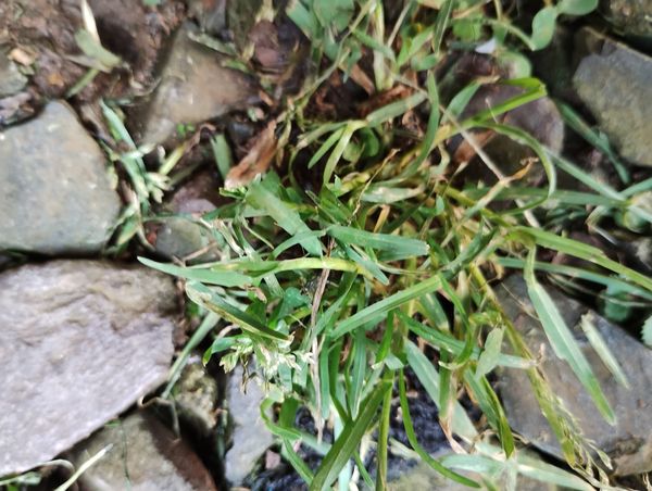 Identificação da planta Poa-comum por foto