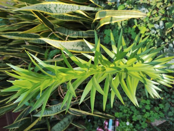 Identificação da planta Copo-de-leite por foto