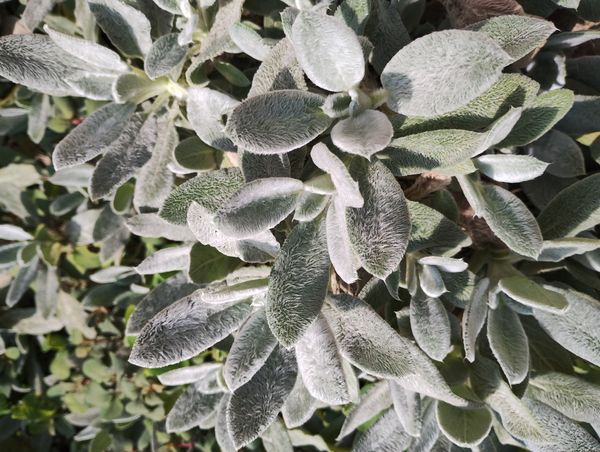 Identificação da planta Peixinho-da-horta por foto