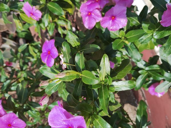 Identificação da planta Vinca por foto