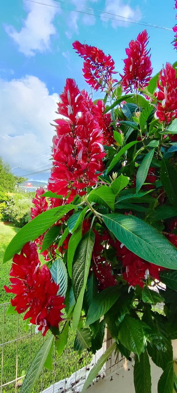 Identificação da planta Camarão-vermelho por foto