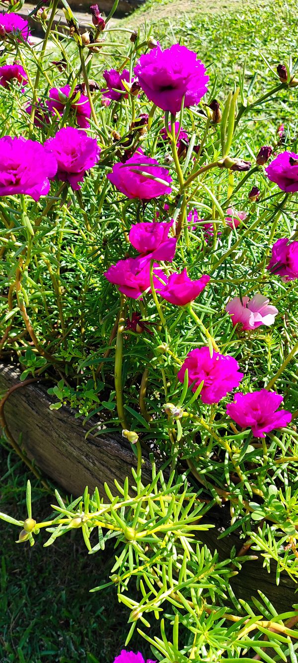 Identificação da planta Onze-horas por foto