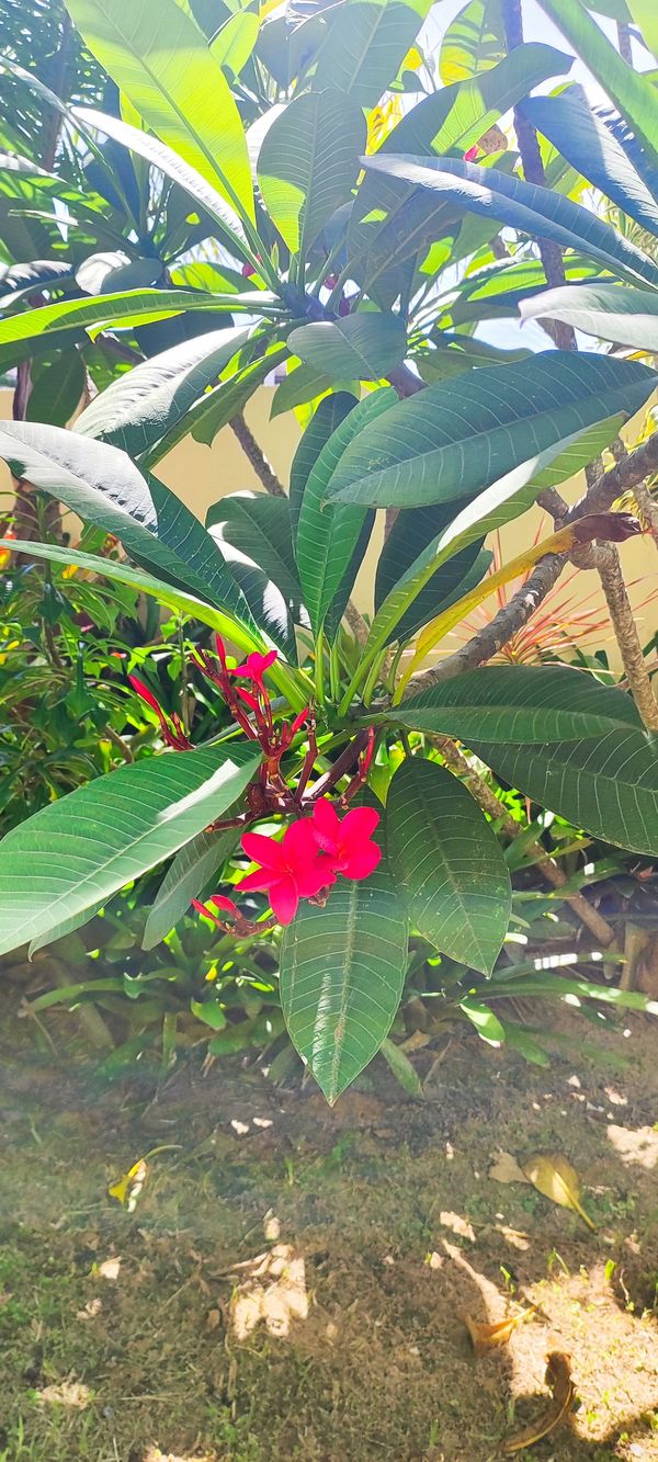 Identificação da planta Jasmim-manga por foto
