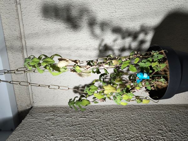 Identificação da planta Hortelã por foto