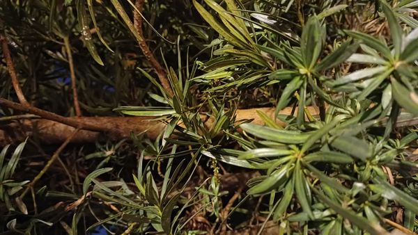 Identificação da planta Pinheiro-de-buda por foto