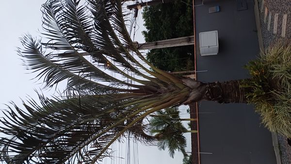 Identificação da planta Palmeira triangular por foto