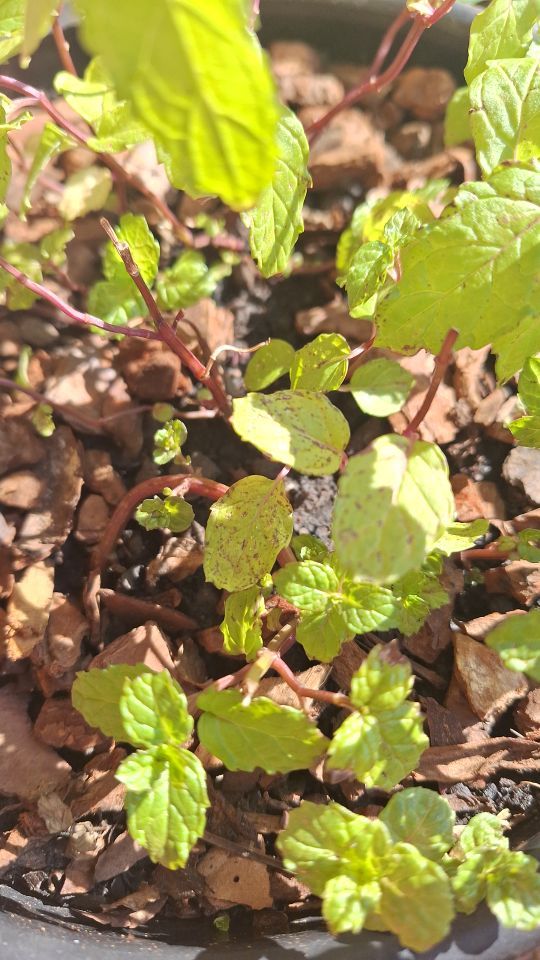 Identificação da planta Hortelã-verde por foto