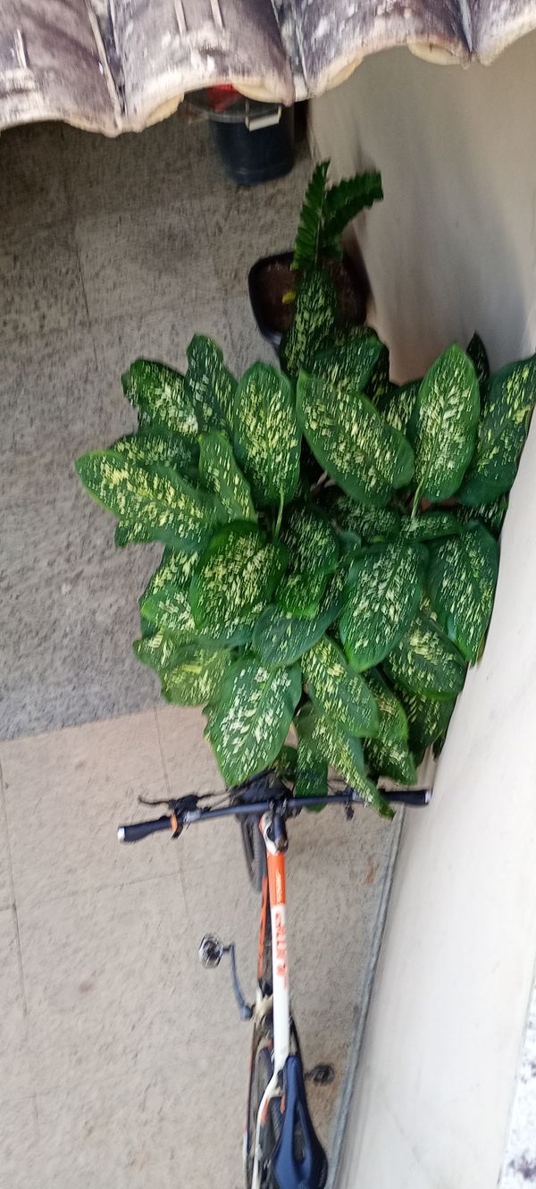 Identificação da planta Comigo-ninguém-pode por foto