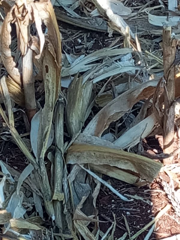 Identificação da planta Teosinto por foto