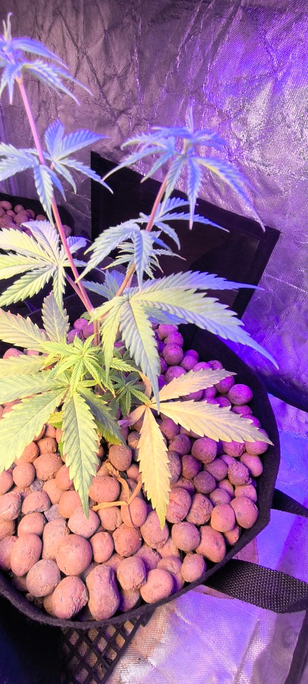Identificação da planta Maconha por foto