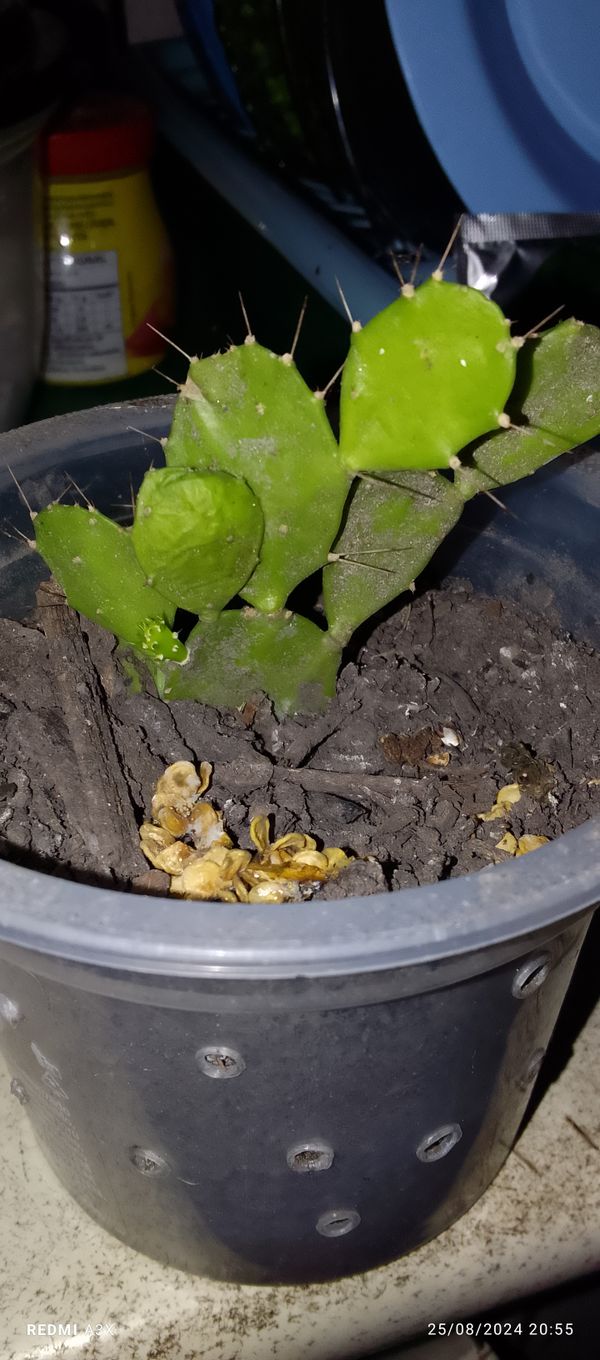 Identificação da planta Palma-de-cristo por foto