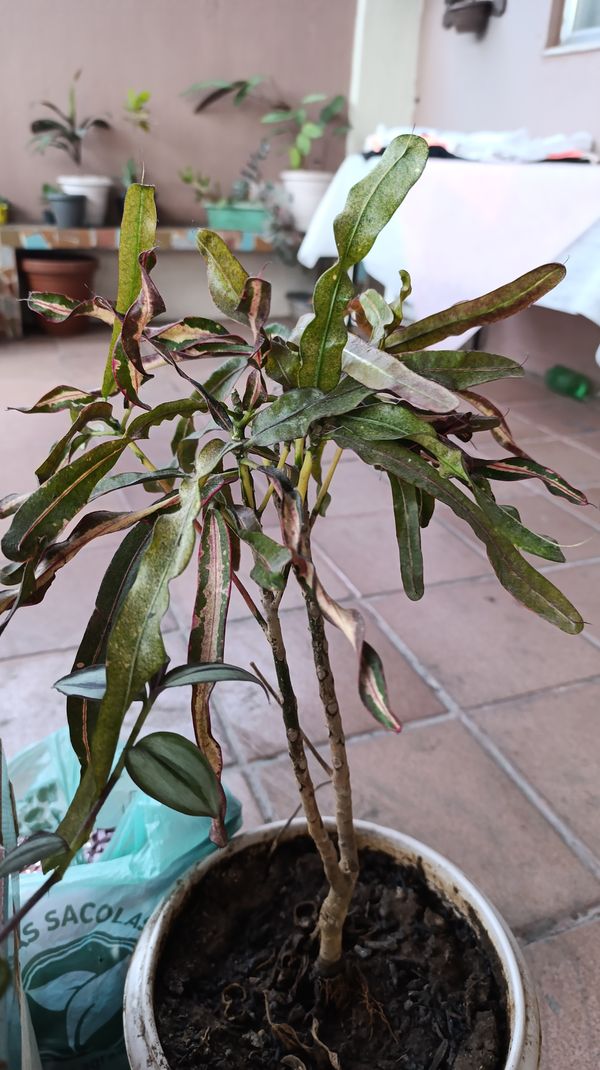 Identificação da planta Cróton por foto